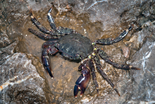 The alive sea crab crawling on the rock.