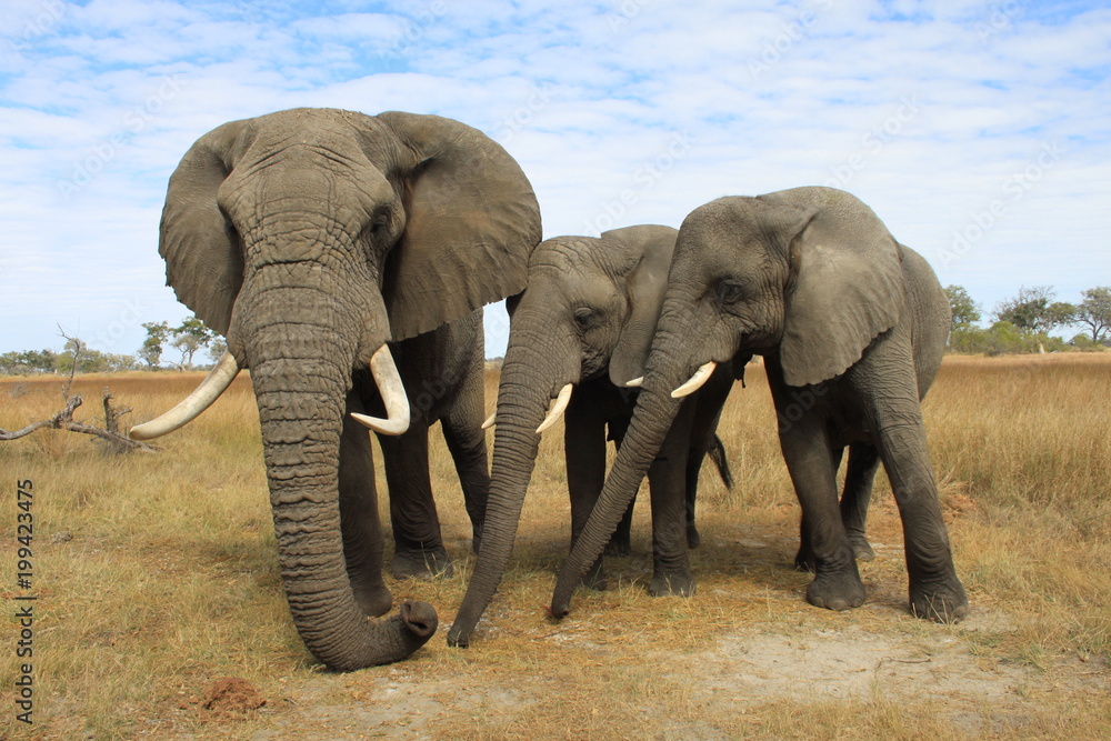 Fototapeta premium Close up of three wild african elephants in Botswana - Family Life