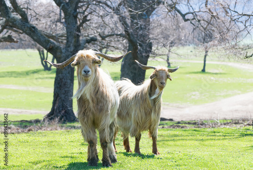 Two billy goats on grass in a a sunny day