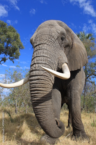 Photography Close up of a wild big african elephant in Botswana
