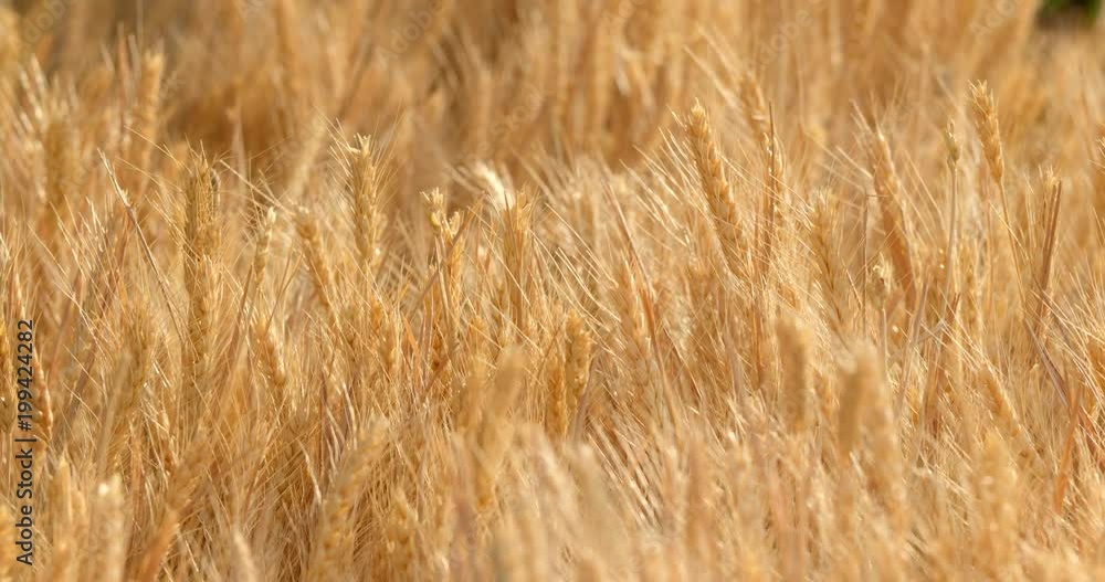 Golden wheat field Golden wheat field