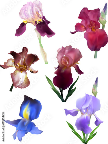 Fototapeta Naklejka Na Ścianę i Meble -  six irisis isolated on white background