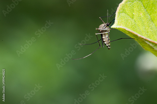 Aedes aegypti Mosquito. Close up a Mosquito on leaf