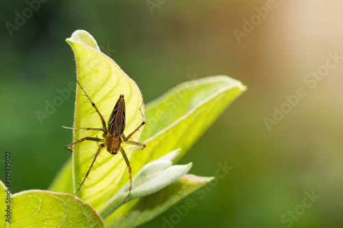 Natural background,Macro spider select focus,Yellow head spider on a Leaves tree in nature © frank29052515