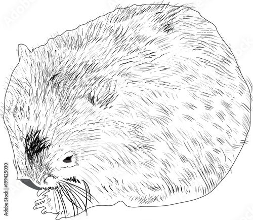 wombat outline isolated on white