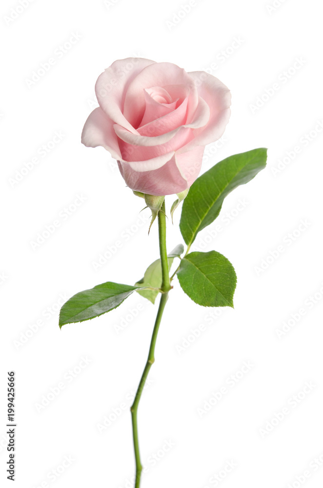 single pink rose isolated on white background single pink rose isolated on white background
