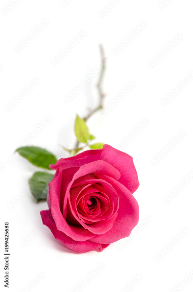 single red rose lies isolated on white background single red rose lies isolated on white background