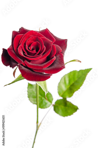 single red rose isolated on white background