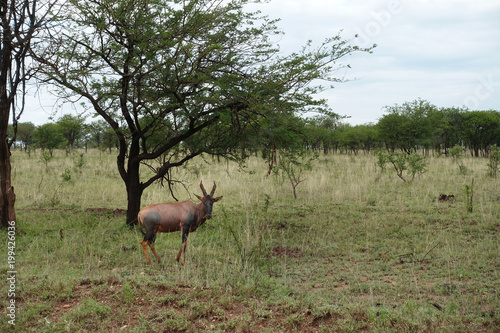 Topi  Leierantilope  in der Serengeti  Tansania