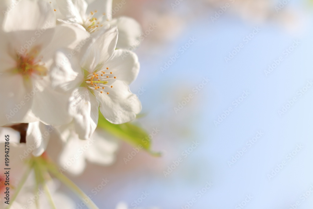 青空と桜 青空と桜