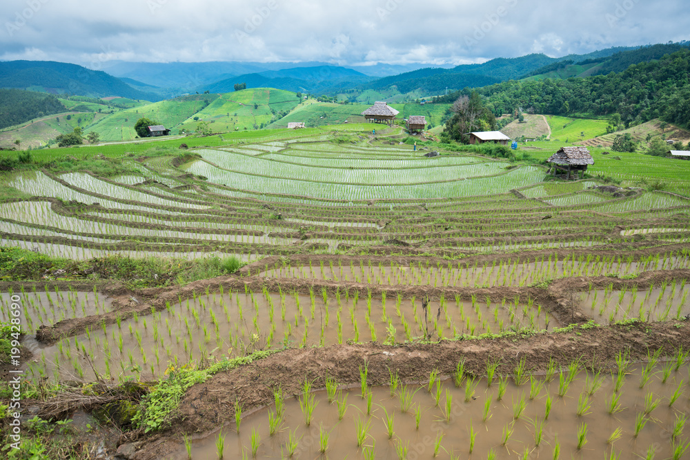 transplant rice terrace seedlings field in Ban Pa Bong Piang, Chiagmai, Thailand.
