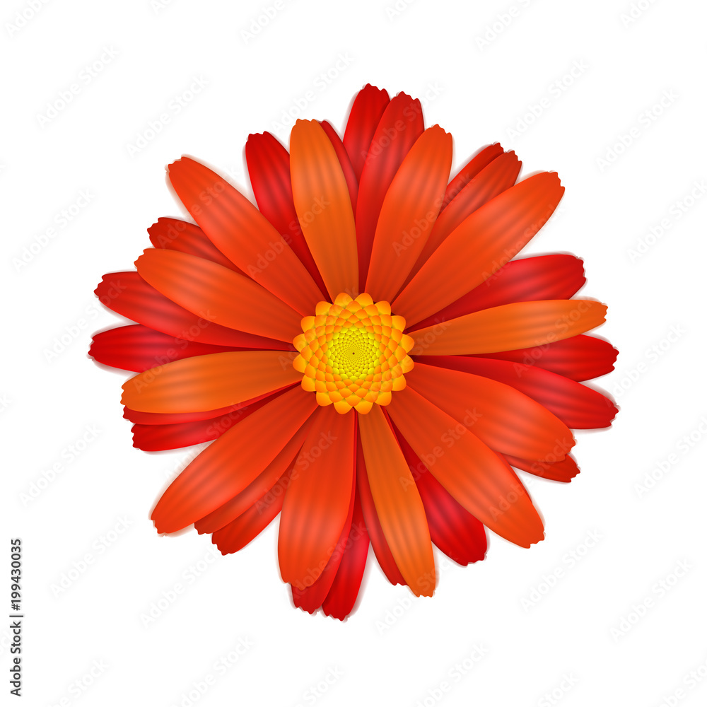 Bright colourful red gerbera flower on white