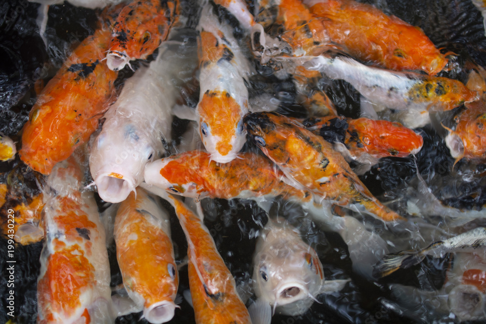 Japanese carps Japanese carps