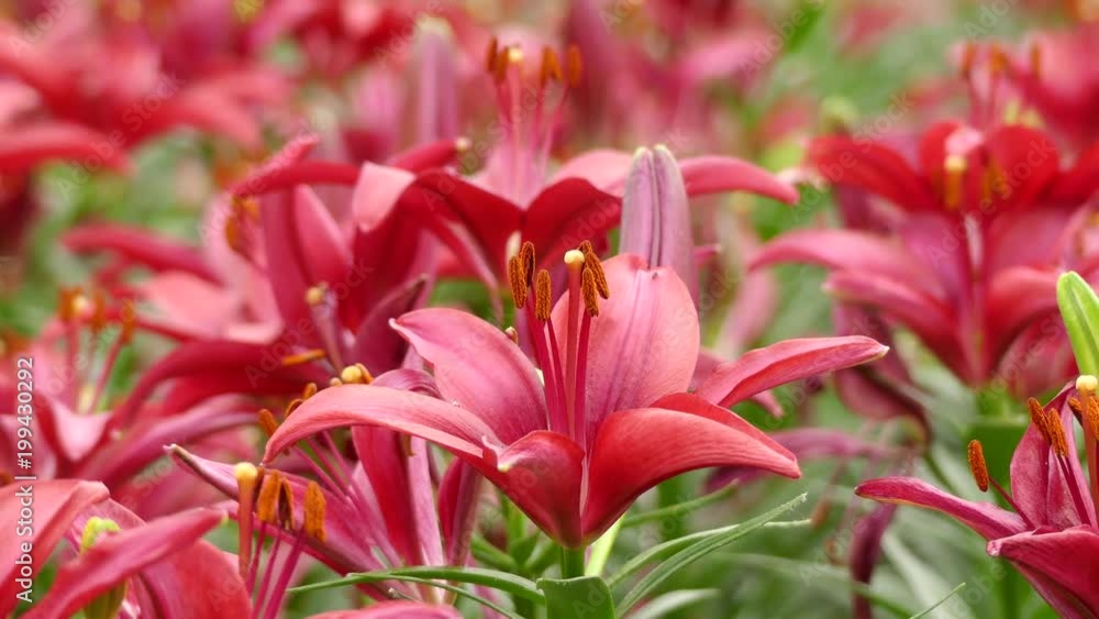 Beautiful lily flower in garden Beautiful lily flower in garden