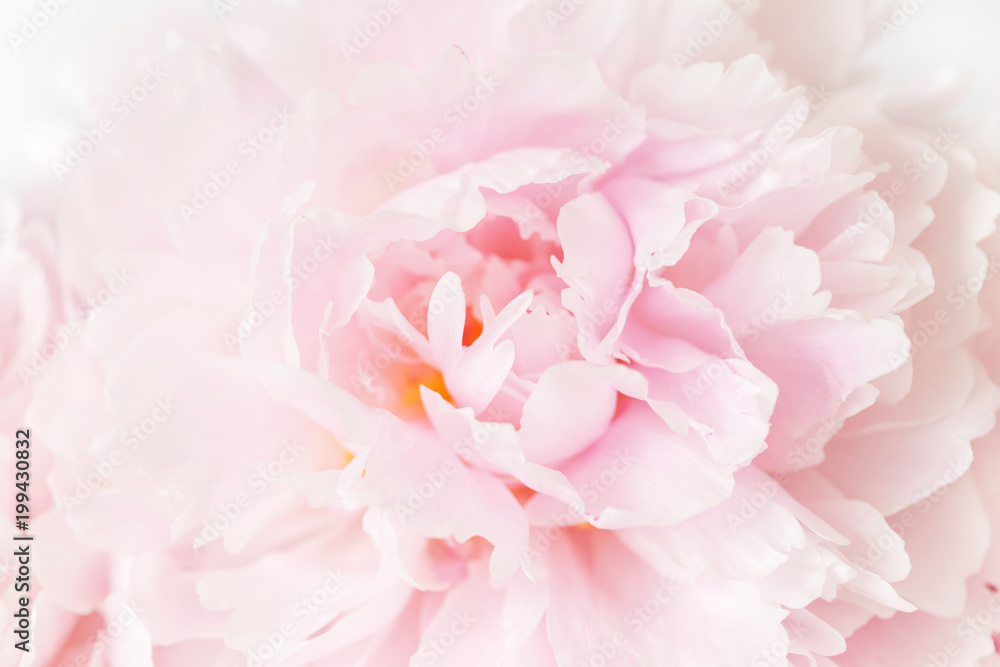 Naklejka piękny różowy piwonia kwiat tło
