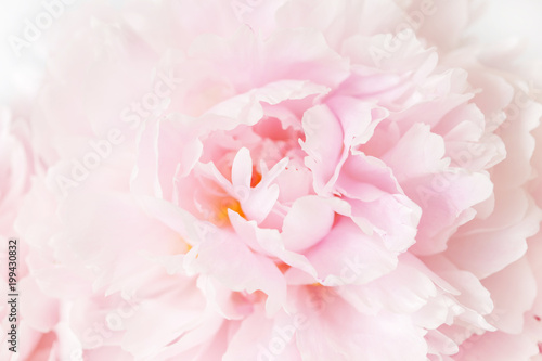 beautiful pink peony flower background © Olga Miltsova