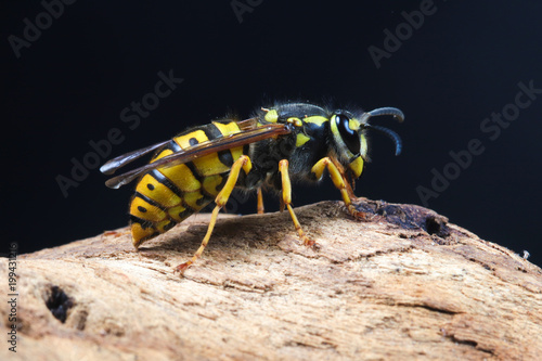Fotótapéta Closeup of dangerous and  poisonous Vespula germanica wasp