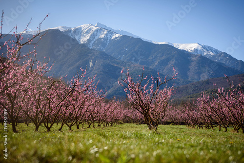 Paisaje de primavera en los pies del Canigou