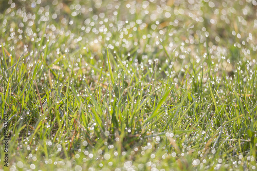 A dewy meadow glistens and sparkles in the light of the morning sun