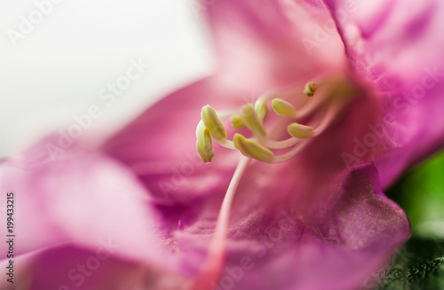 Rosa Blüte in Nachaufnahme mit Fokus auf den Staubblättern