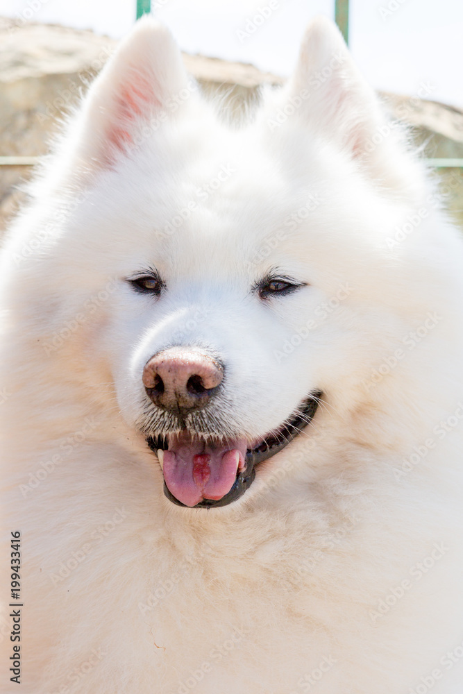 Snowy the Samoyed