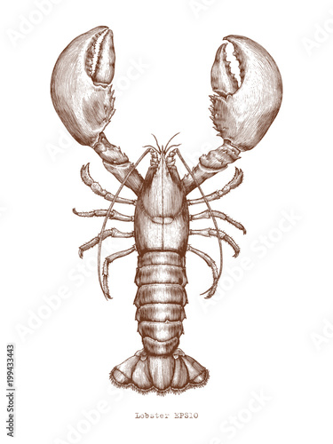 Lobster hand drawing vintage engraving illustration