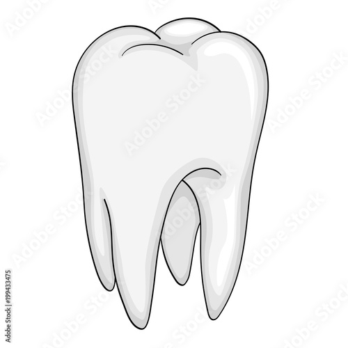 human tooth isolated object on white background.