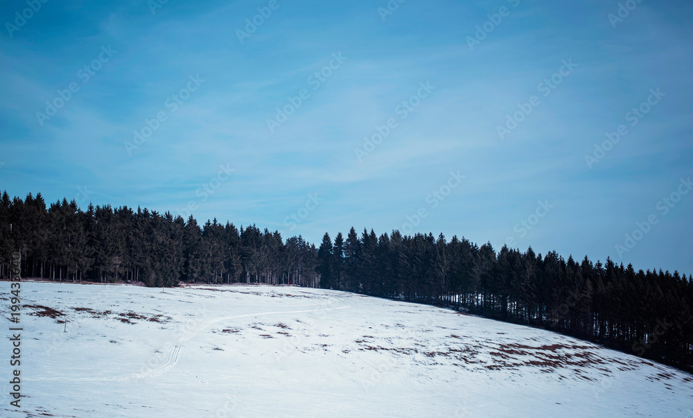 Fototapeta premium Slope in snow with pine tree forest under blue sky.