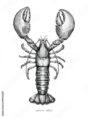 Lobster hand drawing vintage engraving illustration