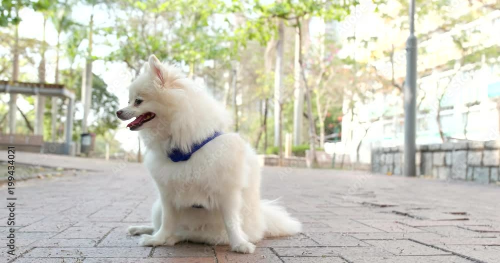 White pomeranian at outdoor street White pomeranian at outdoor street