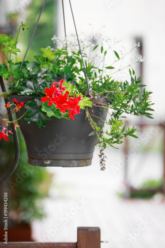 Fototapeta Naklejka Na Ścianę i Meble -  Colorful Geranium pot hanging on the street