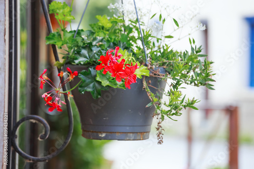 Fototapeta Naklejka Na Ścianę i Meble -  Colorful Geranium pot hanging on the street
