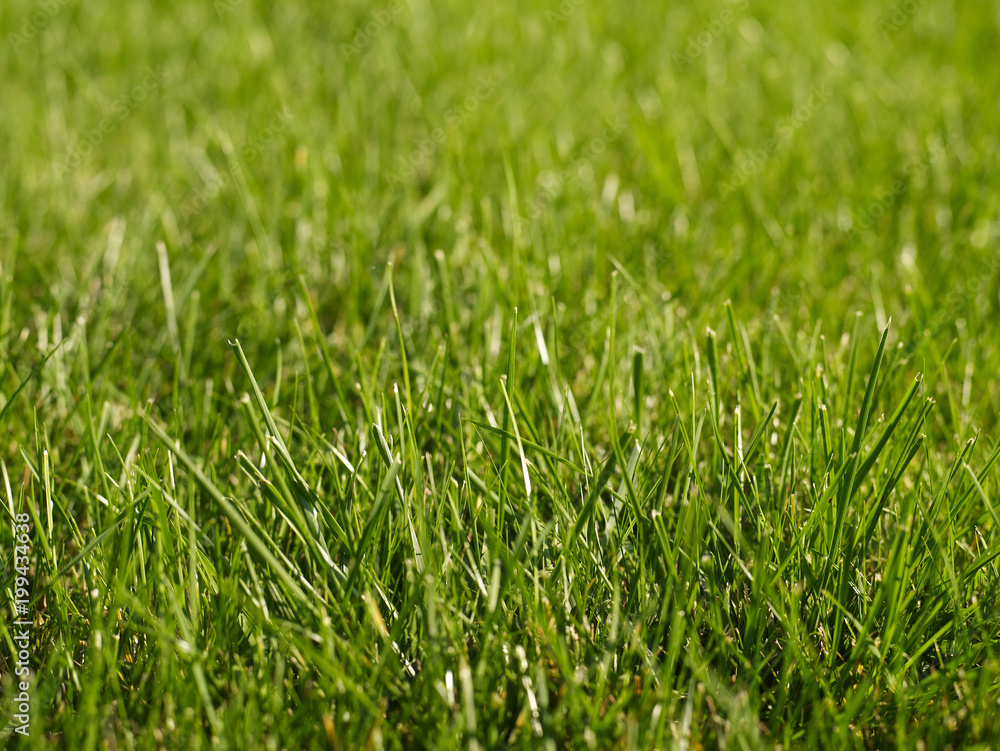 Fototapeta premium Fresh green grass