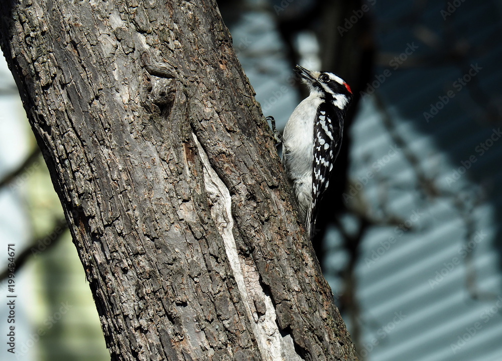 Wild Birds Woodpecker Robin Cardinal Stock Photo Adobe Stock