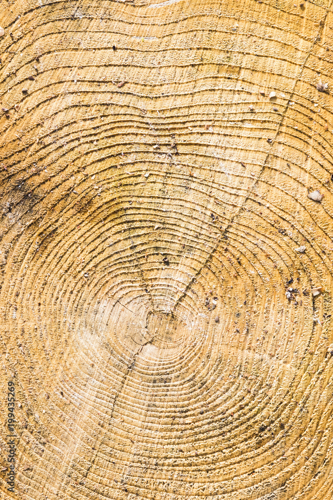 Fototapeta premium Wood texture with tree rings.
