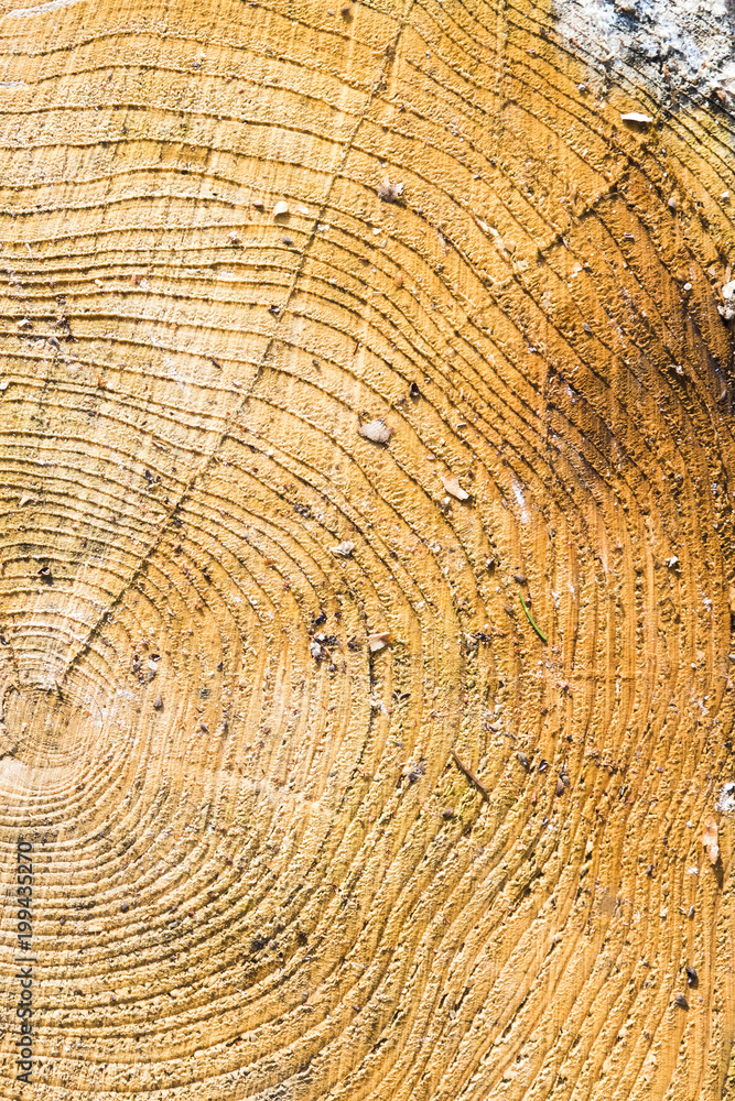 Naklejka premium Wood texture with tree rings.