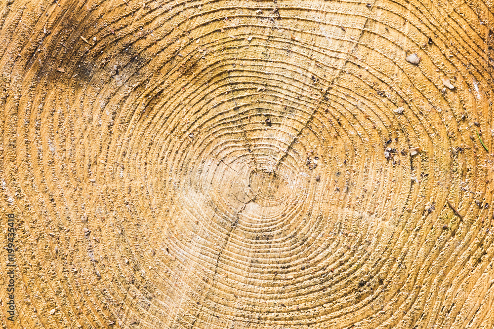 Naklejka premium Wood texture with tree rings.