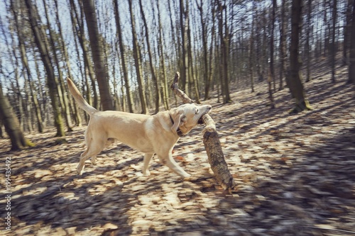 Dog with stick