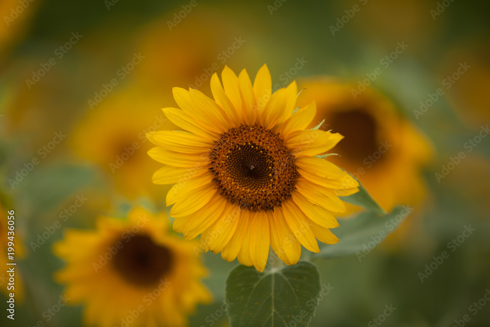 Fototapeta premium Patch of Sunflowers
