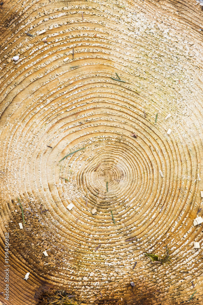 Fototapeta premium Wood texture with tree rings.