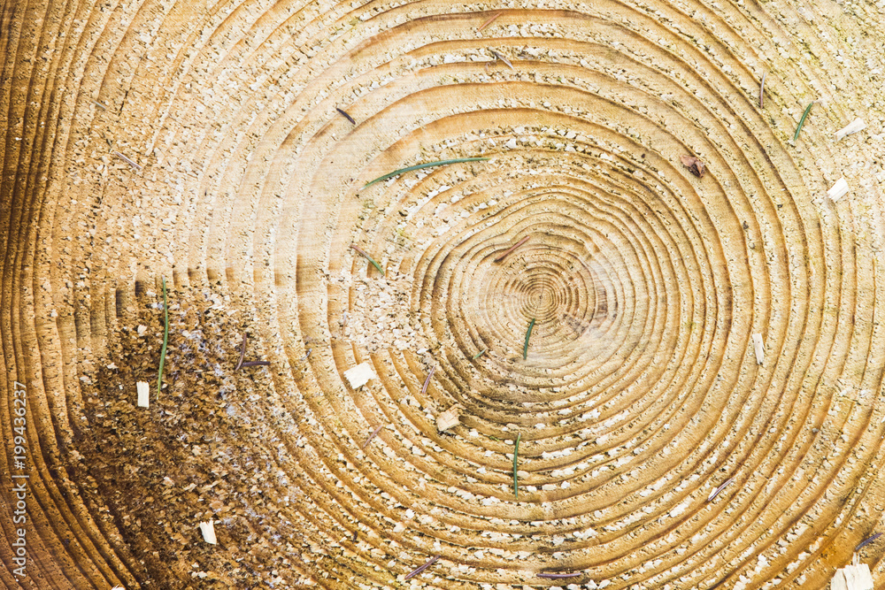 Naklejka premium Wood texture with tree rings.