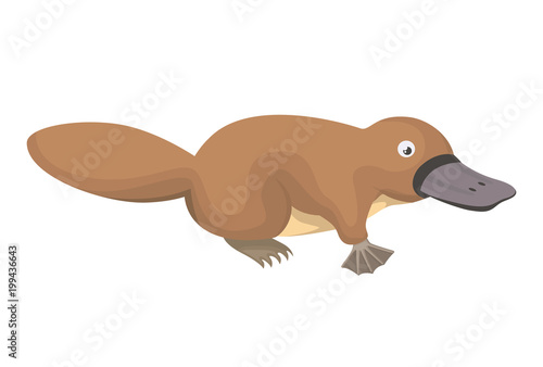 platypus wild animal australian