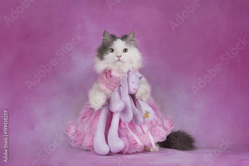fluffy cat in a pink dress holds a favorite toy