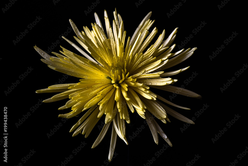 Yellow Chrysanthemum Flower Yellow Chrysanthemum Flower