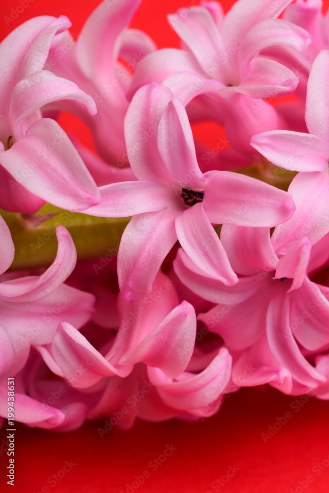 Fresh hyacinth flower Fresh hyacinth flower