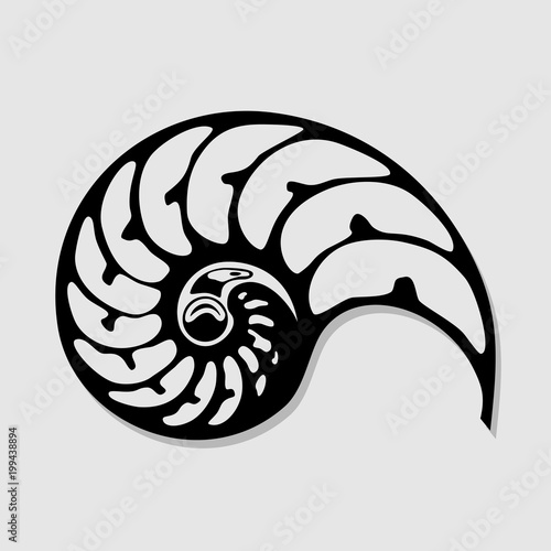 Seashell isolated on white background. Vector illustration.