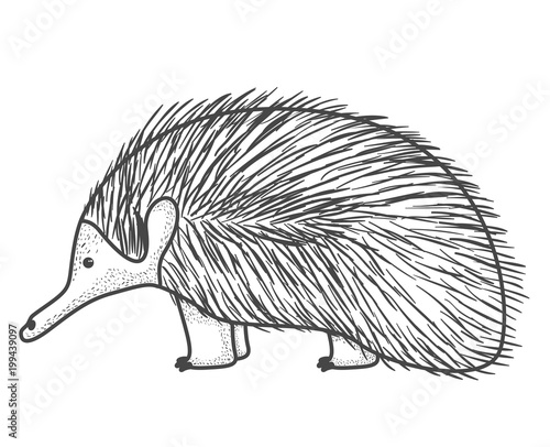 wild echidna australian creature