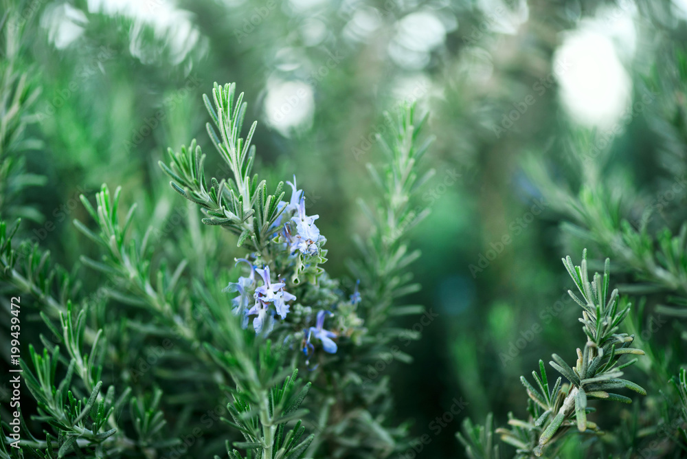 Blossoming rosemary plants with flowers on green bokeh herb background. Rosmarinus officinalis angustissimus Benenden blue field. Copy space Blossoming rosemary plants with flowers on green bokeh herb background. Rosmarinus officinalis angustissimus Benenden blue field. Copy space