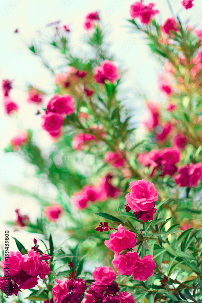 Blossom spring, exotic summer, sunny day concept. Blooming pink oleander flower or nerium in garden. Wild flowers in Israel. Selective focus. Copy space. Blossom spring, exotic summer, sunny day concept. Blooming pink oleander flower or nerium in garden. Wild flowers in Israel. Selective focus. Copy space.