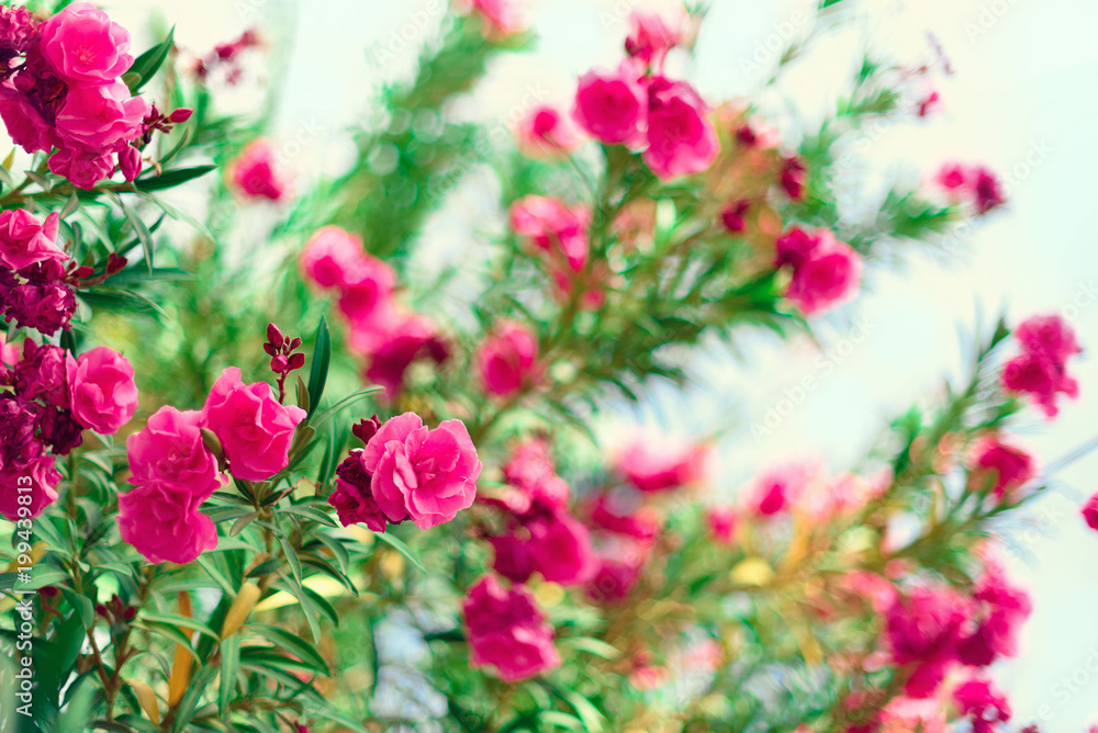 Blossom spring, exotic summer, sunny day concept. Blooming pink oleander flower or nerium in garden. Wild flowers in Israel. Selective focus. Copy space. Blossom spring, exotic summer, sunny day concept. Blooming pink oleander flower or nerium in garden. Wild flowers in Israel. Selective focus. Copy space.